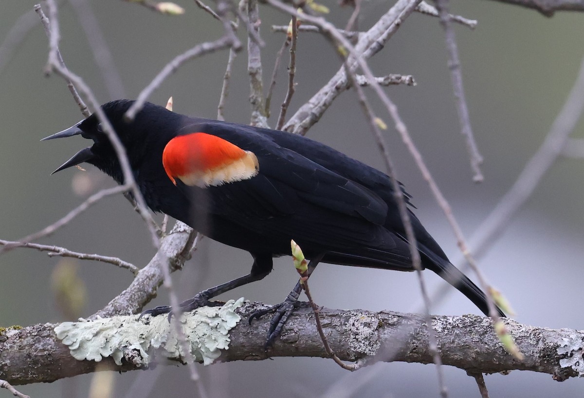 Red-winged Blackbird (Red-winged) - ML618123129