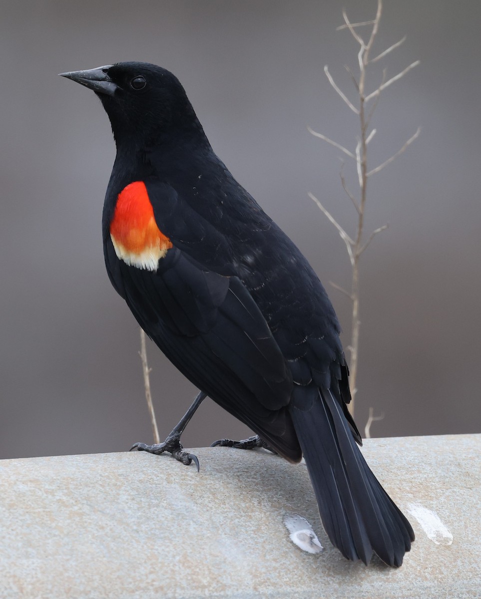 Red-winged Blackbird (Red-winged) - David Nicosia