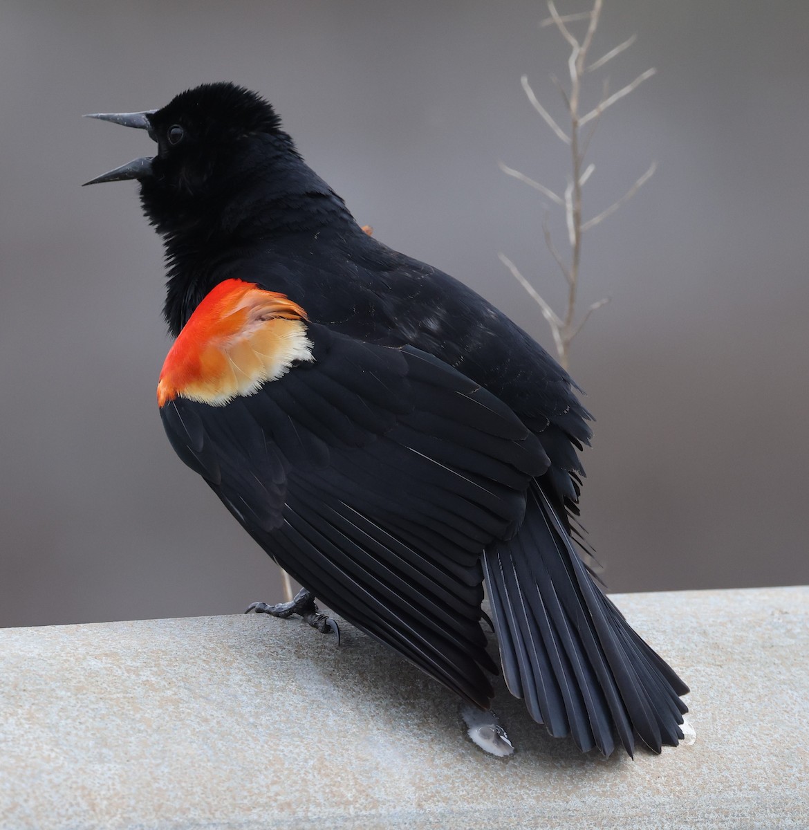 Red-winged Blackbird (Red-winged) - ML618123131