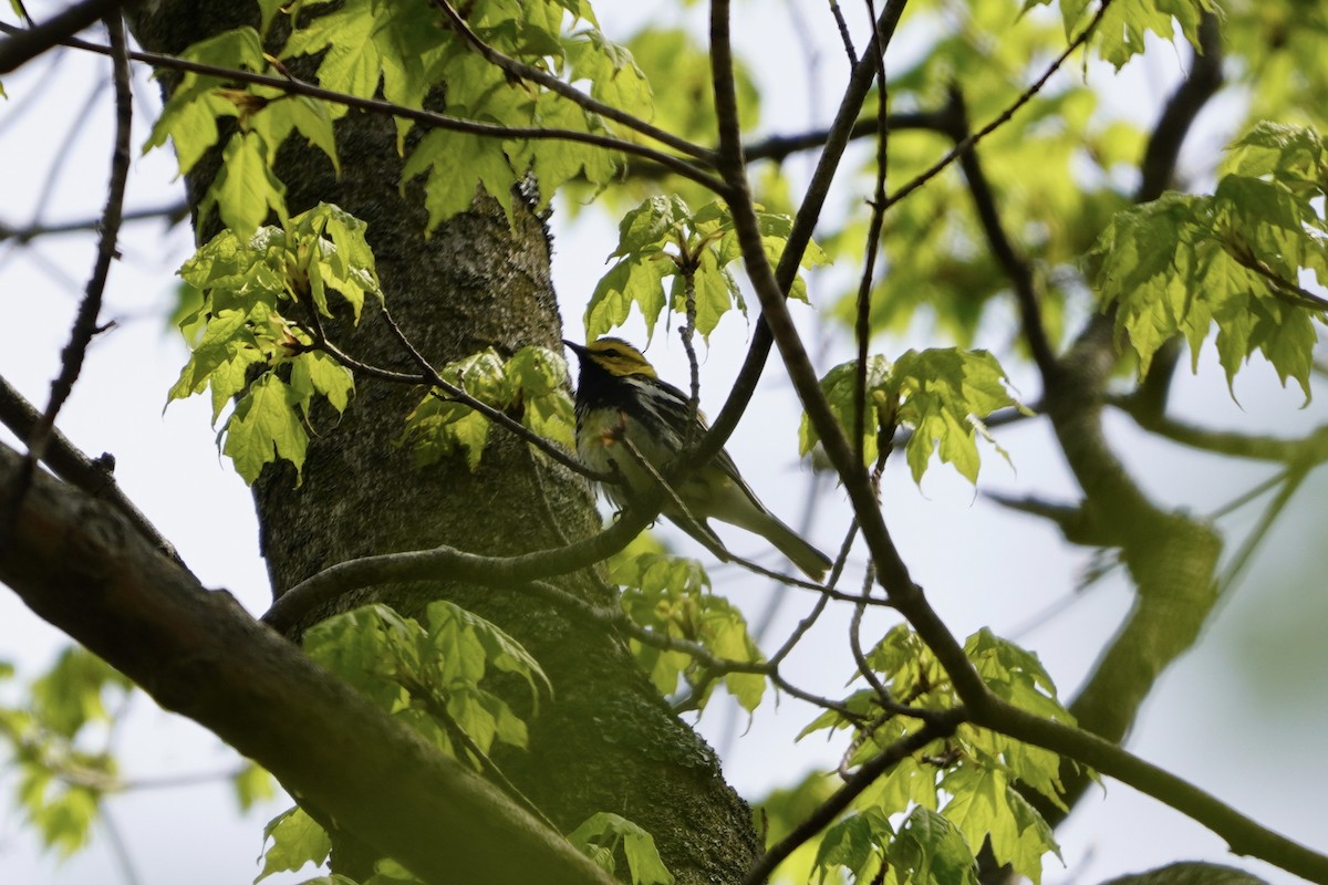 Black-throated Green Warbler - Greg Hertler