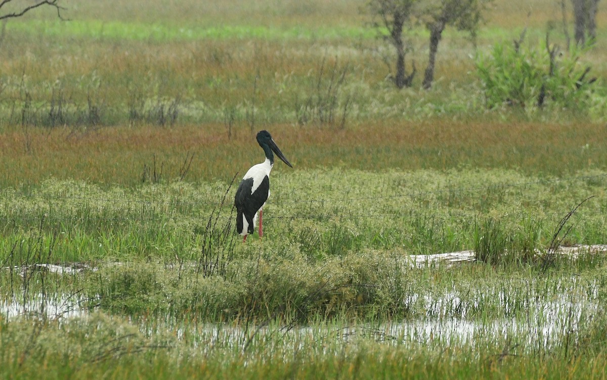 Black-necked Stork - ML618123159