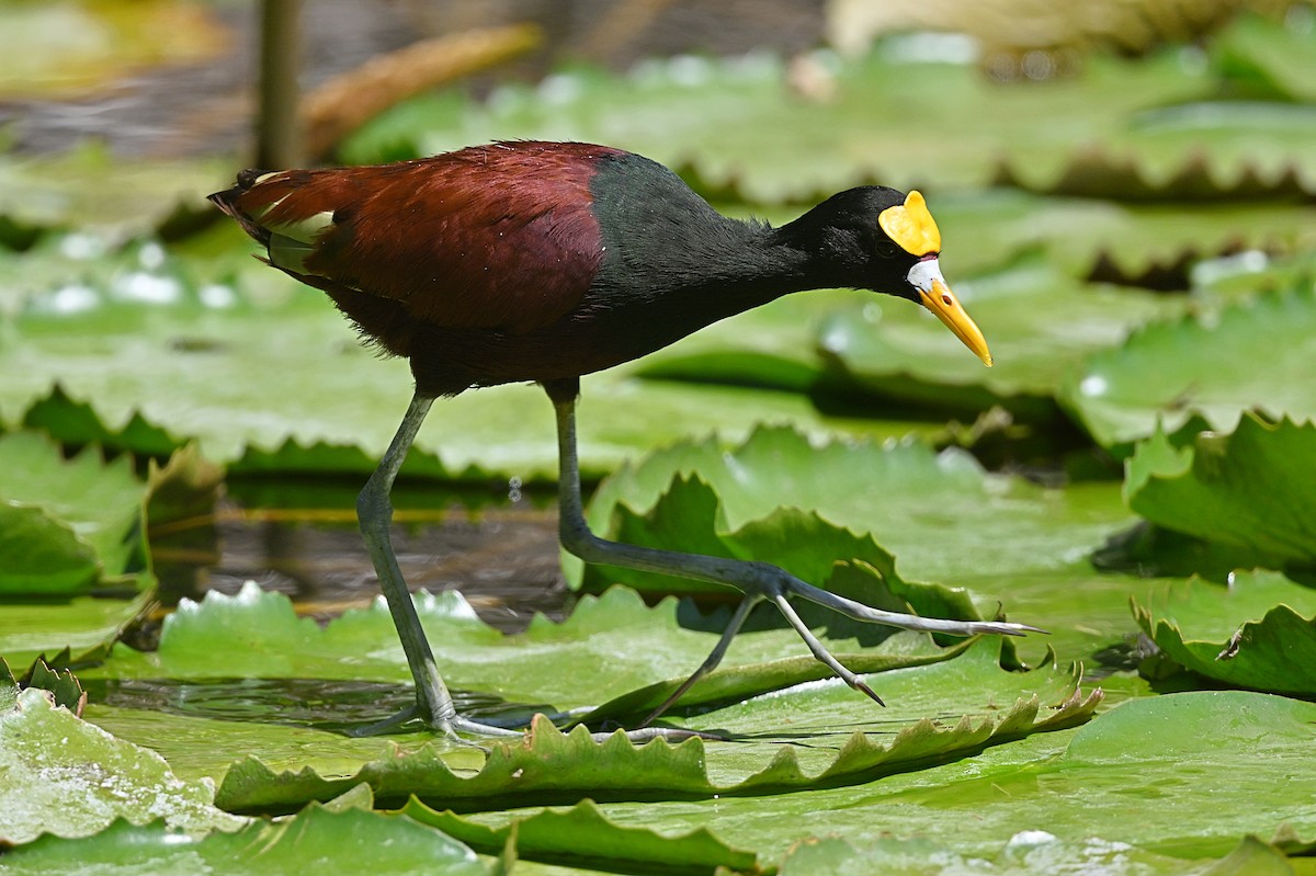 Northern Jacana - André Lanouette