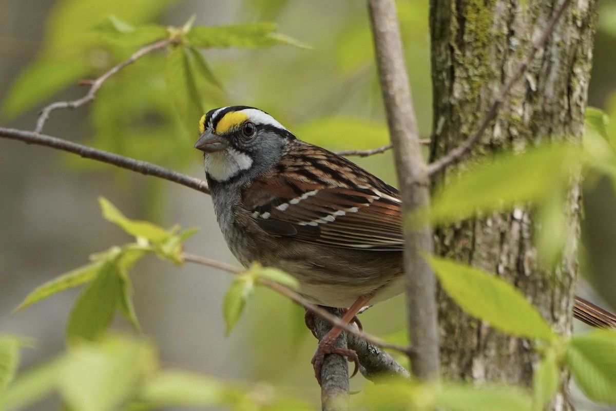 White-throated Sparrow - ML618123201