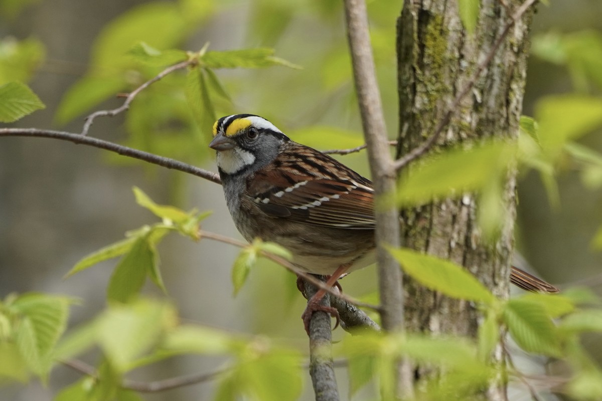 White-throated Sparrow - ML618123202