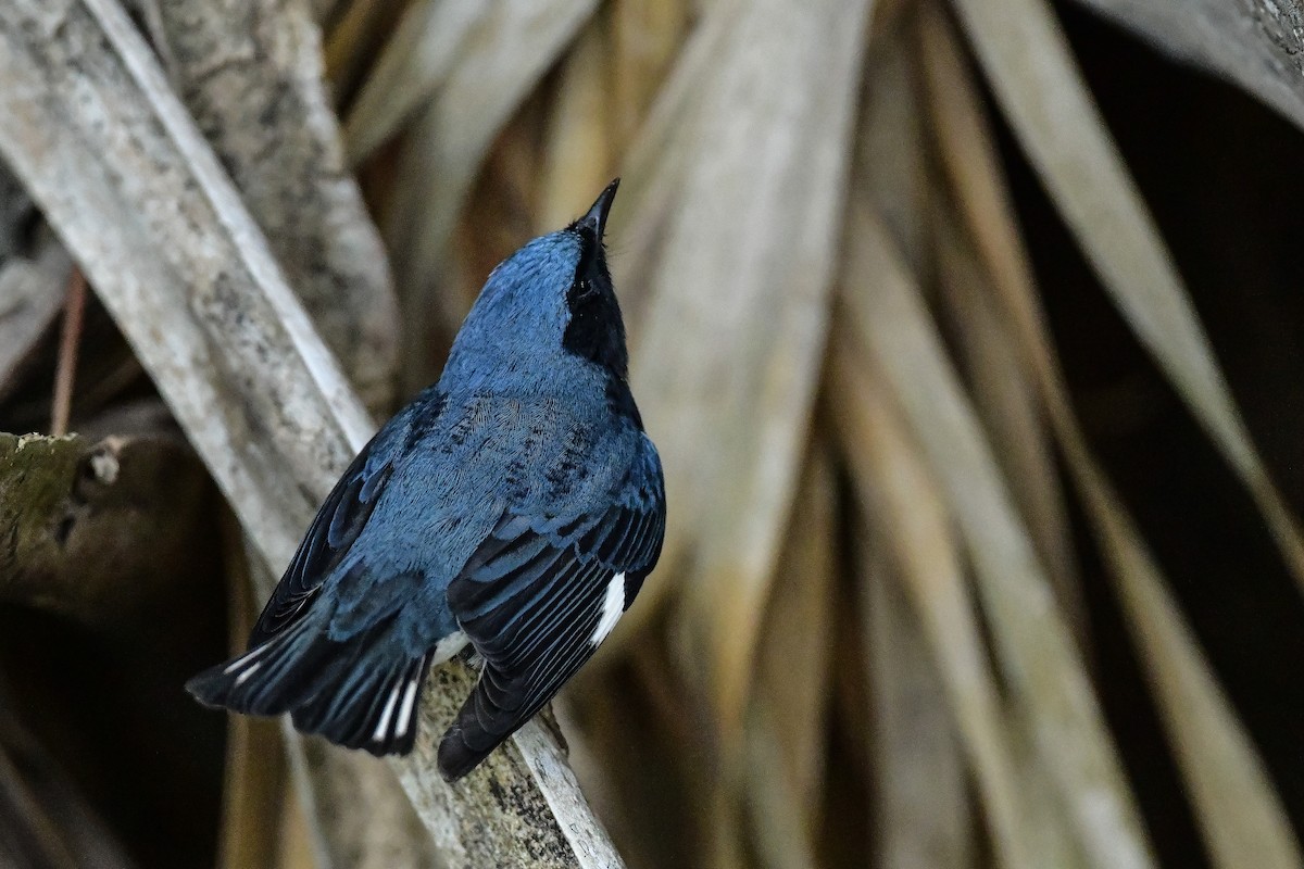 Black-throated Blue Warbler - ML618123236