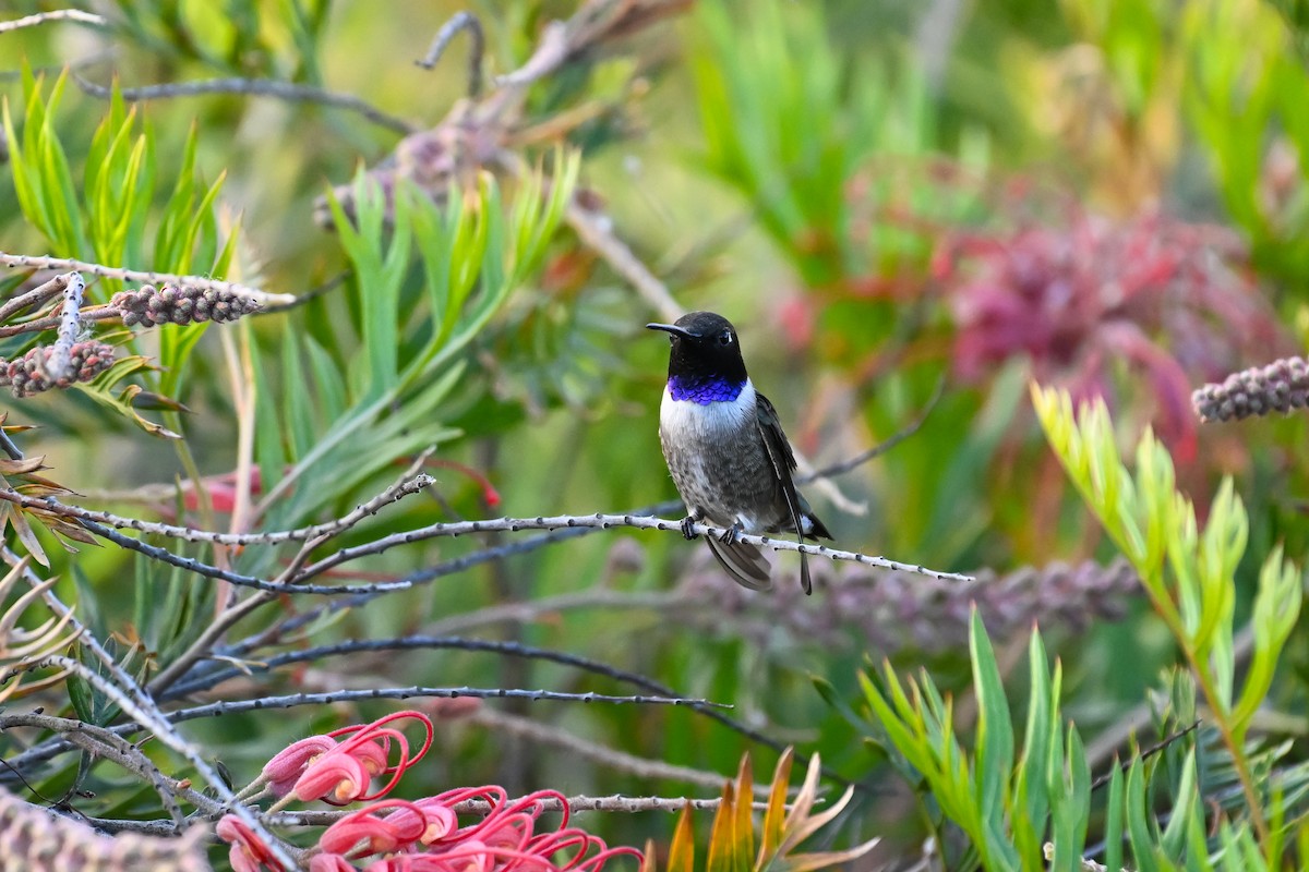 Black-chinned Hummingbird - Sylvia Bauer