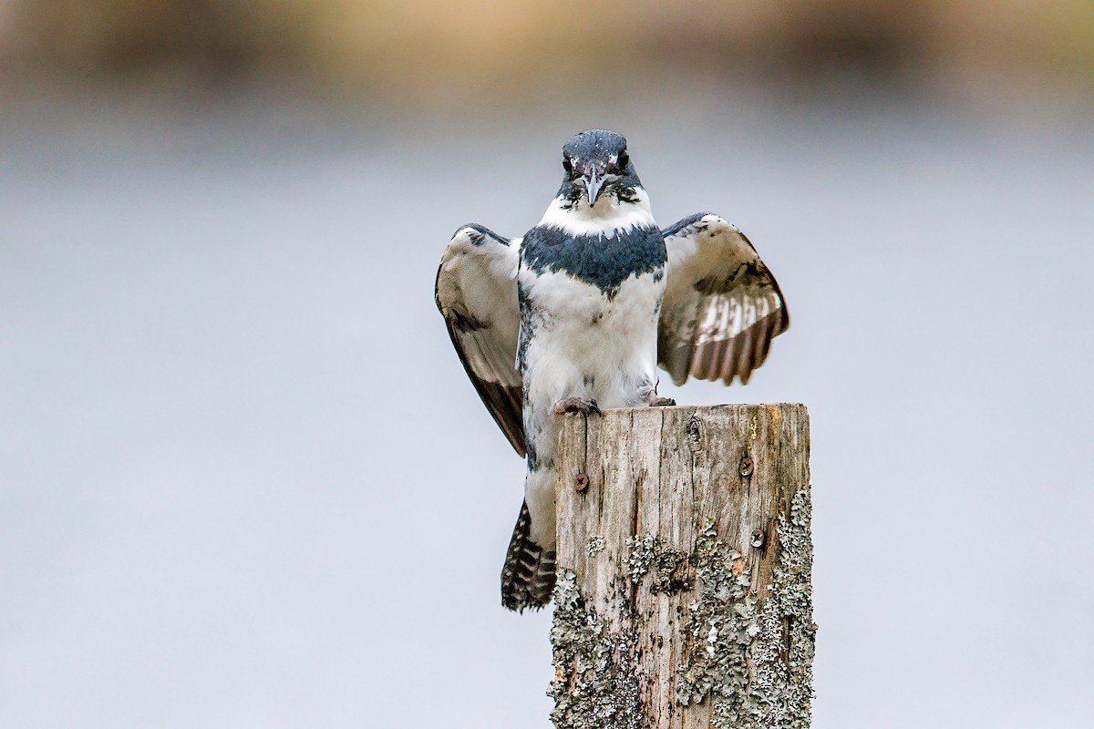 Belted Kingfisher - ML618123250