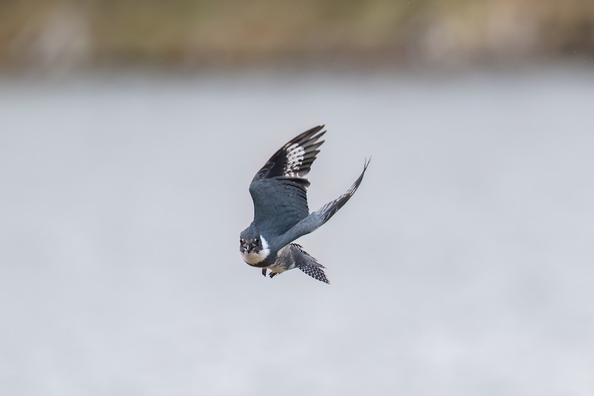 Belted Kingfisher - ML618123252