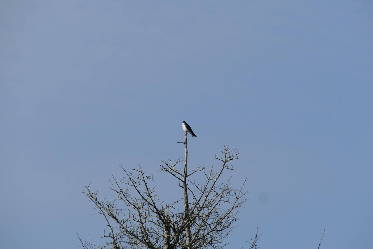 Tree Swallow - ML618123254
