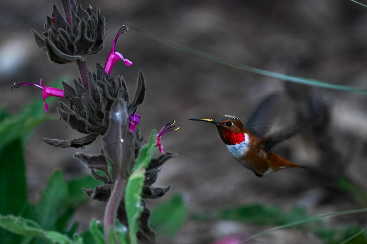 Rufous Hummingbird - Sylvia Bauer