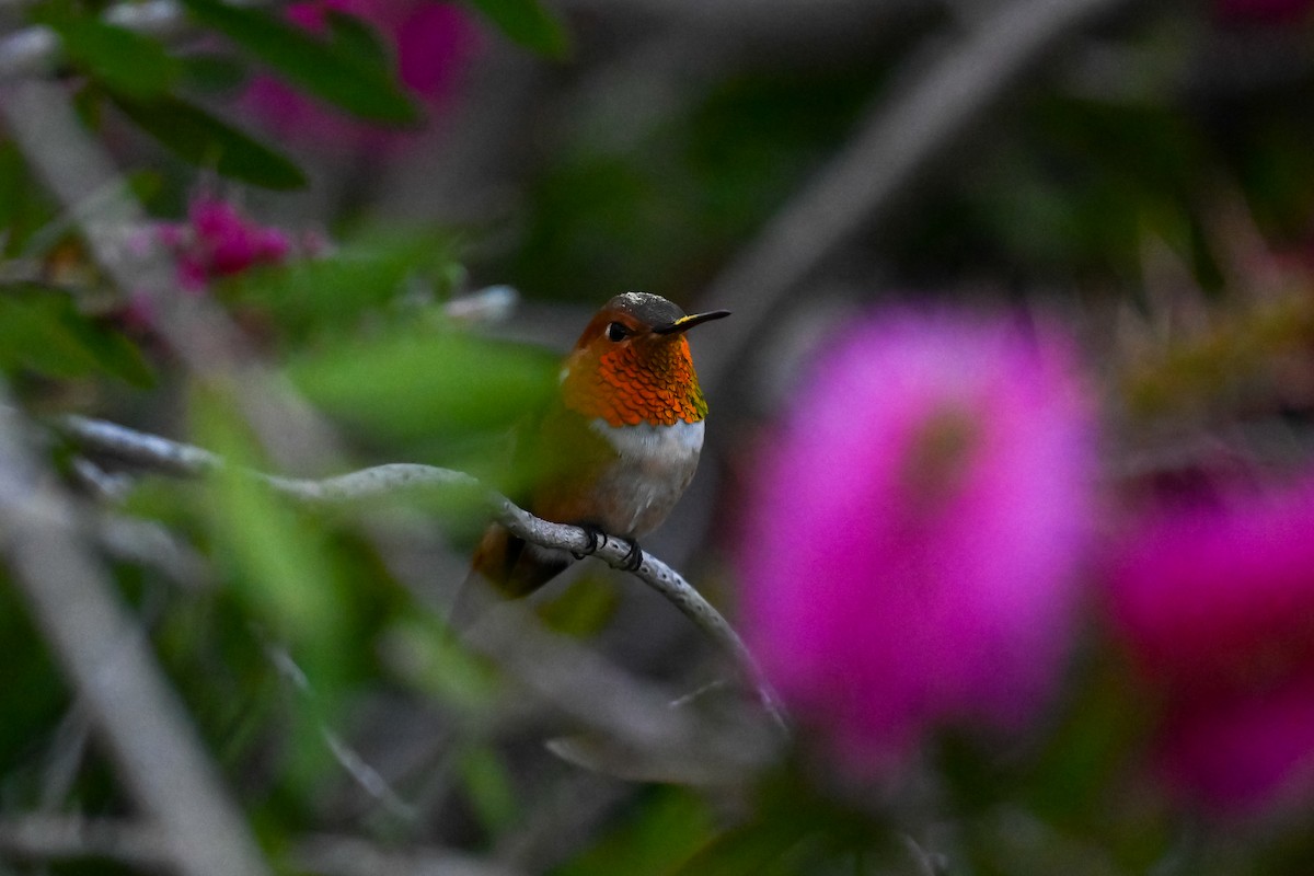 Rufous Hummingbird - Sylvia Bauer