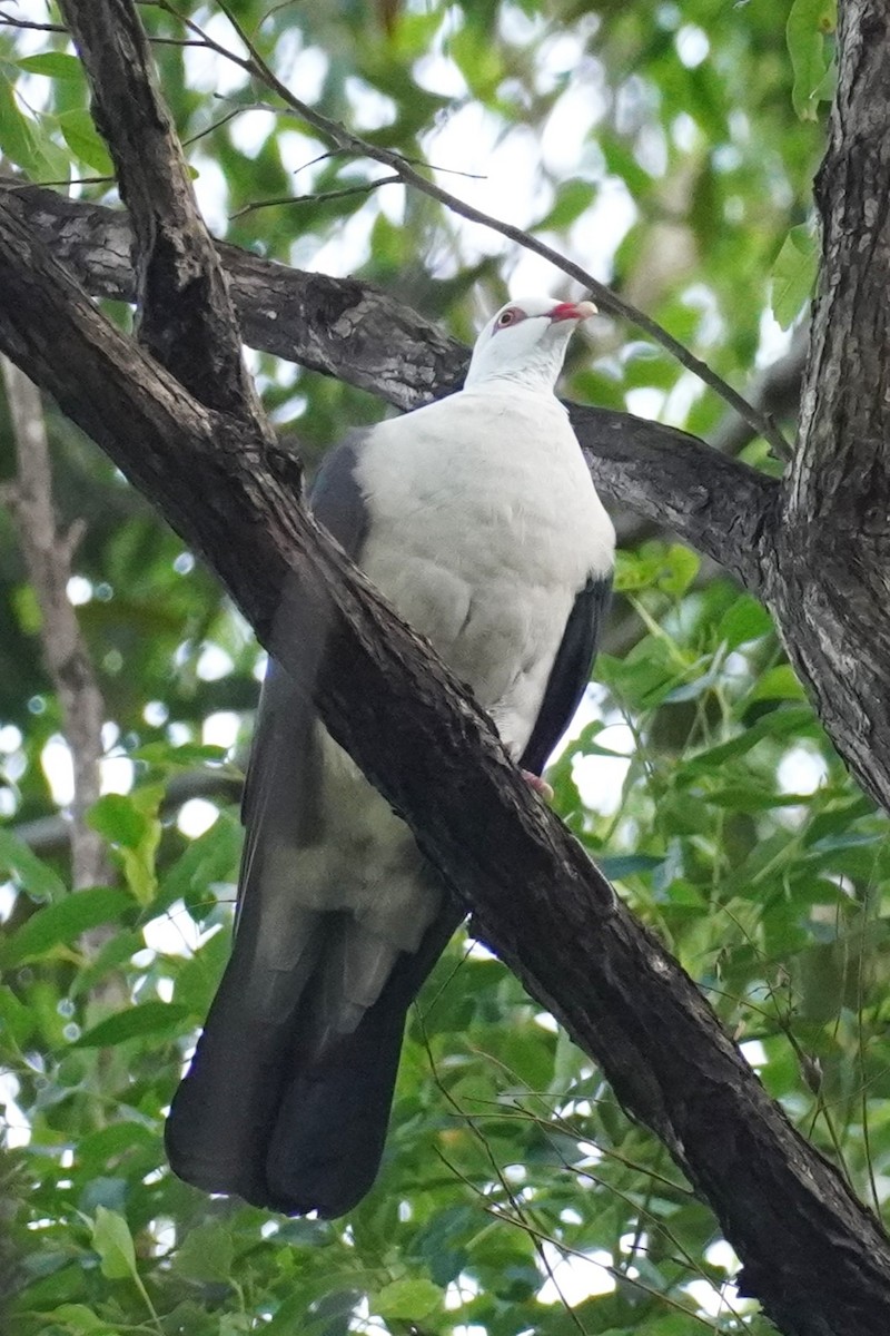 White-headed Pigeon - ML618123259