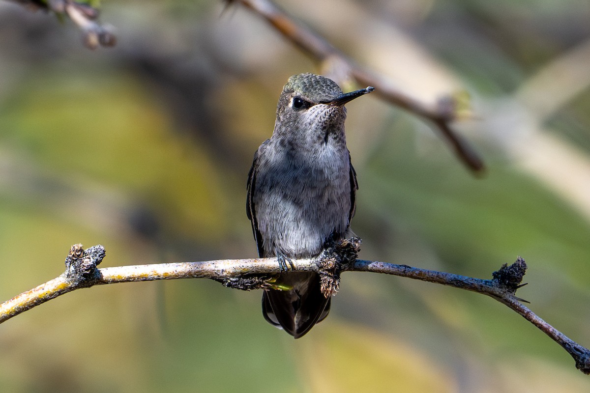 Anna's Hummingbird - ML618123290