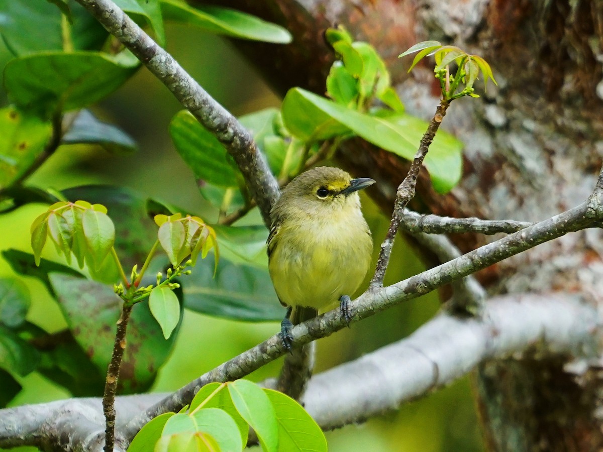 Thick-billed Vireo - ML618123301