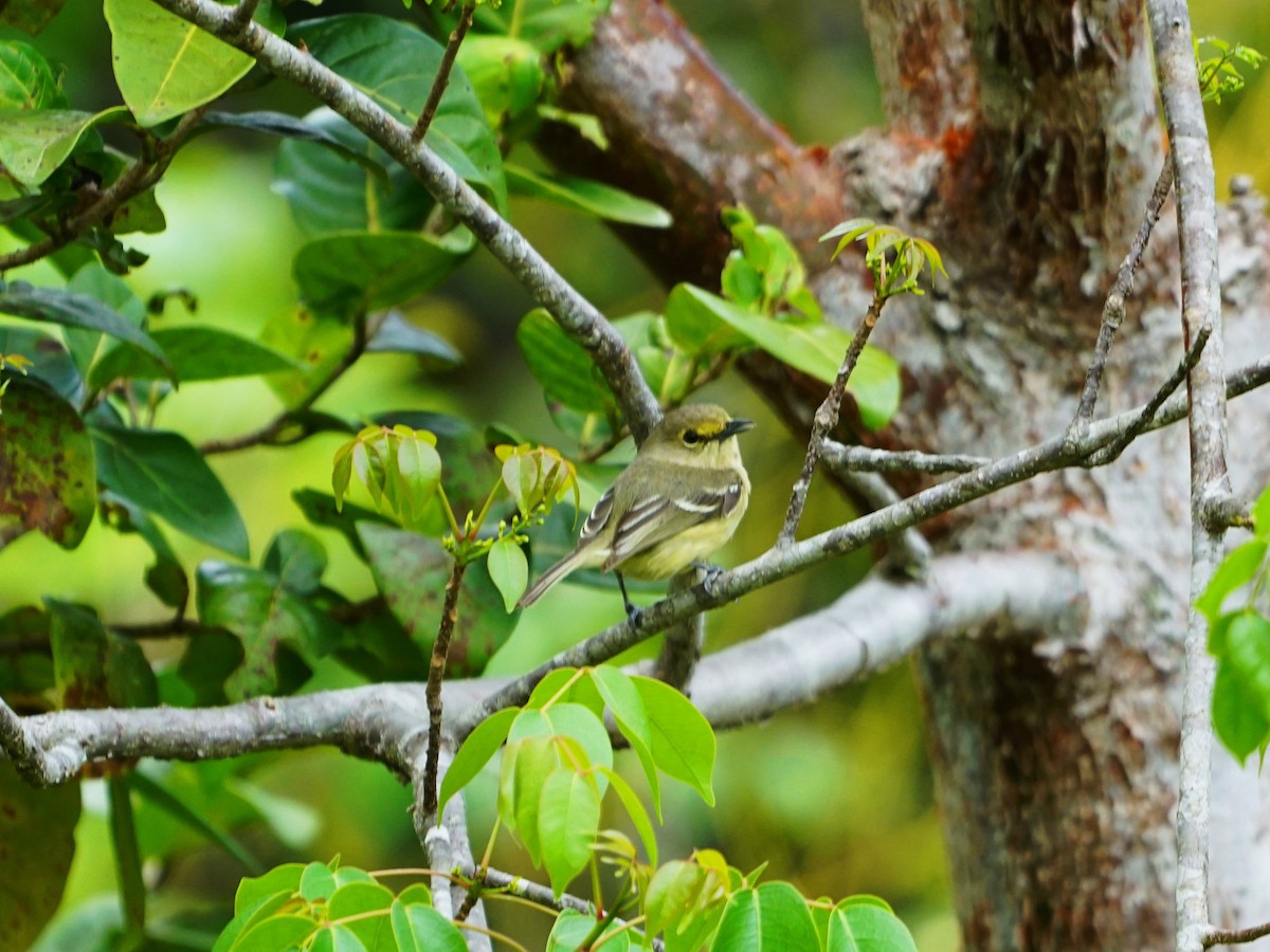 Thick-billed Vireo - ML618123302