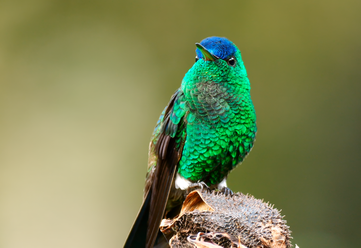 kolibřík indigovohlavý - ML618123304