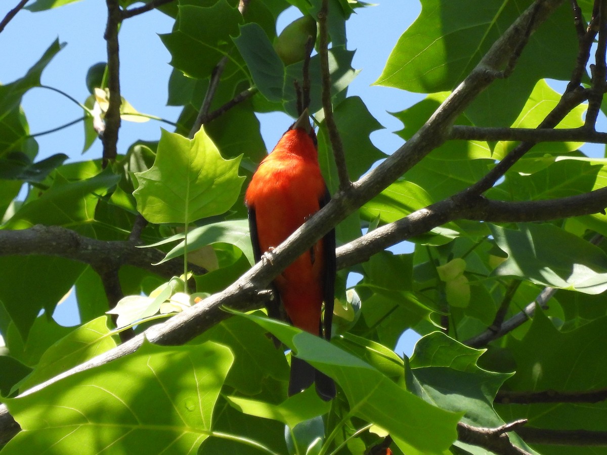 Scarlet Tanager - Pat Whittle