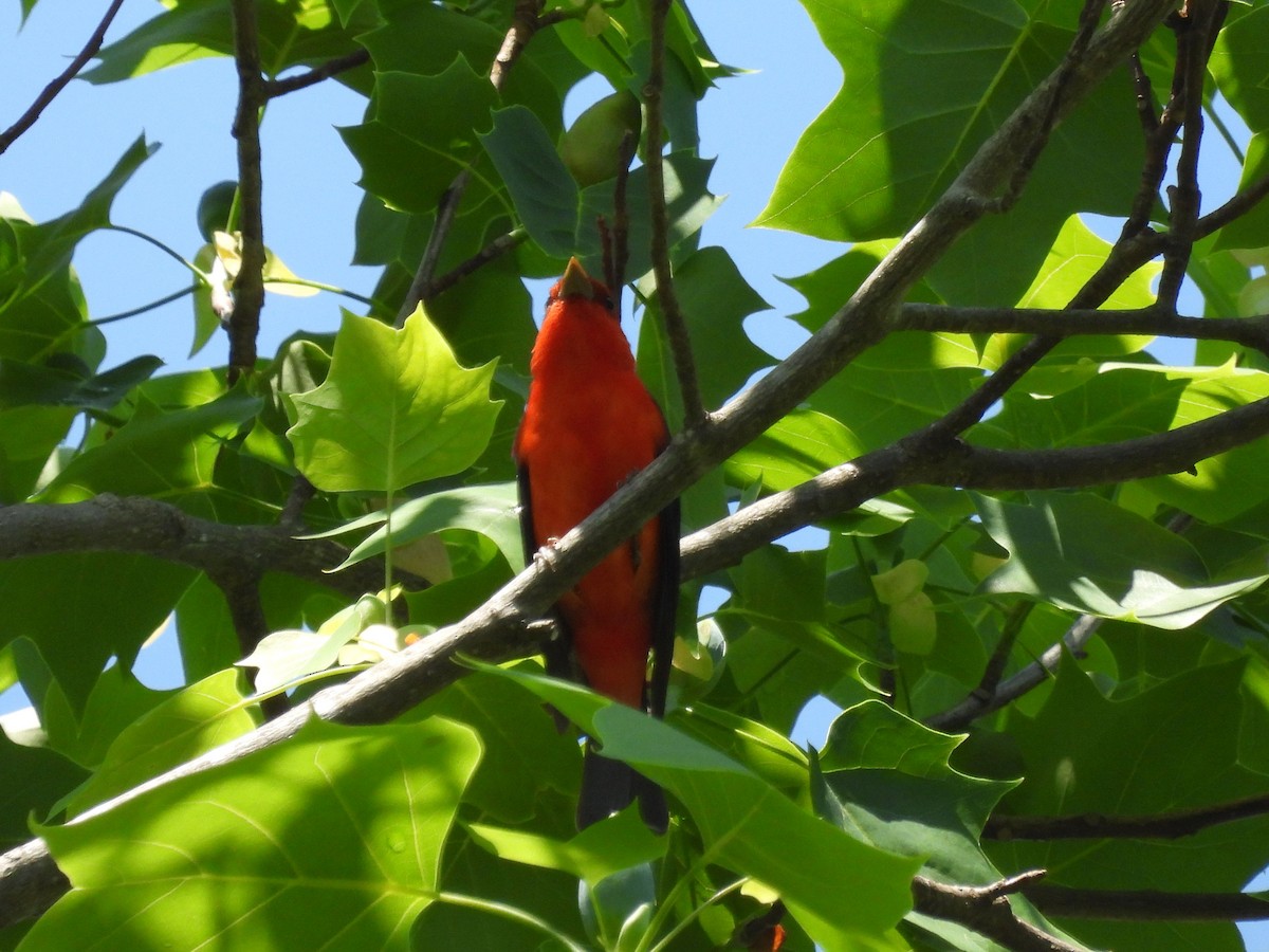 Scarlet Tanager - Pat Whittle