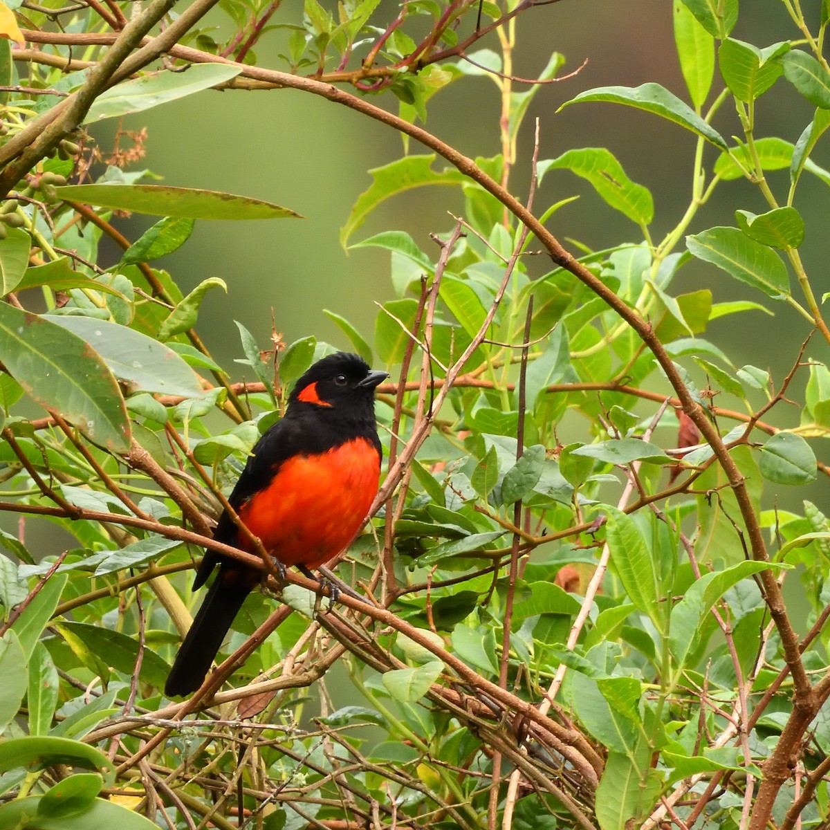 Scarlet-bellied Mountain Tanager - Mateo Guarin