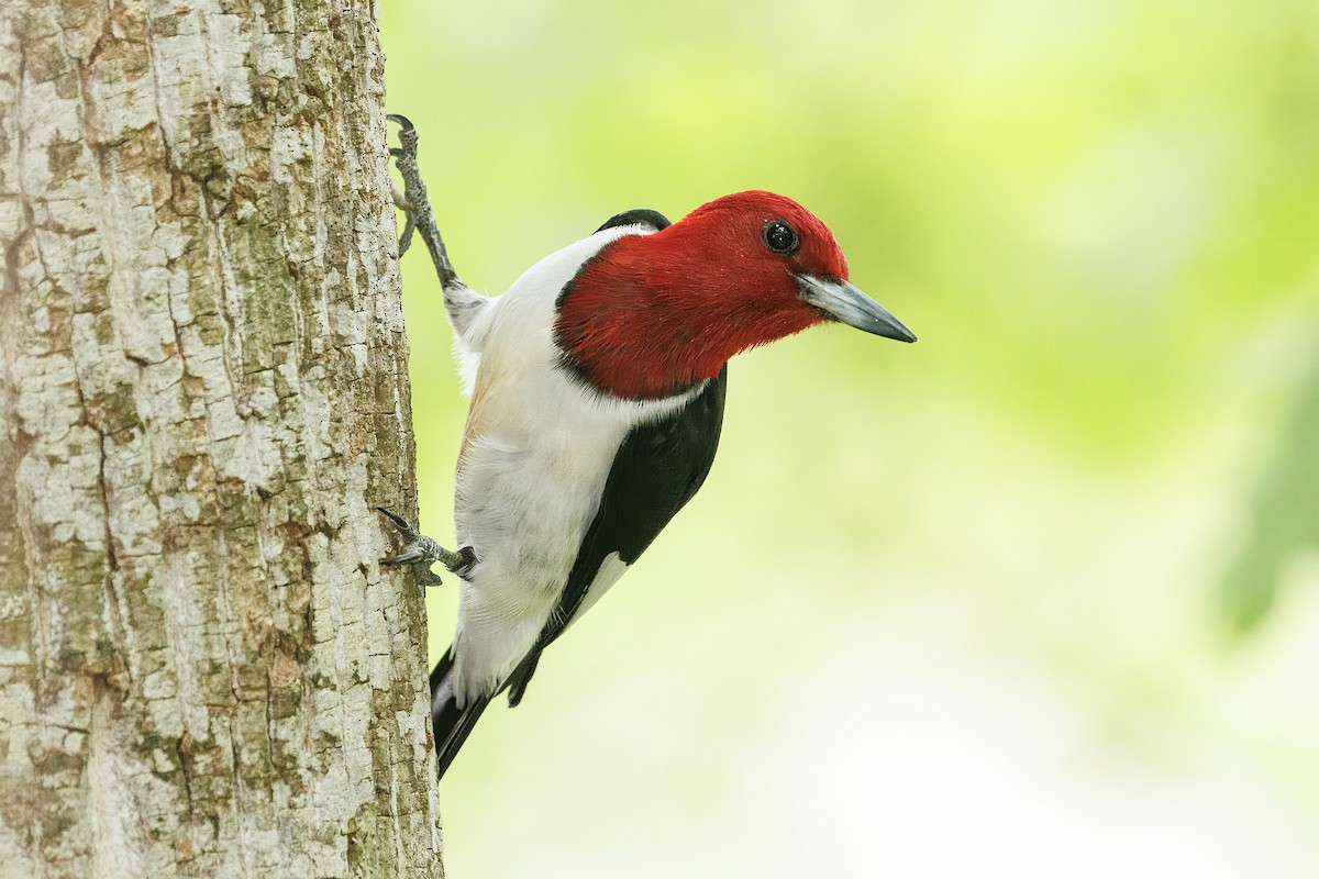 Red-headed Woodpecker - Doug Waters