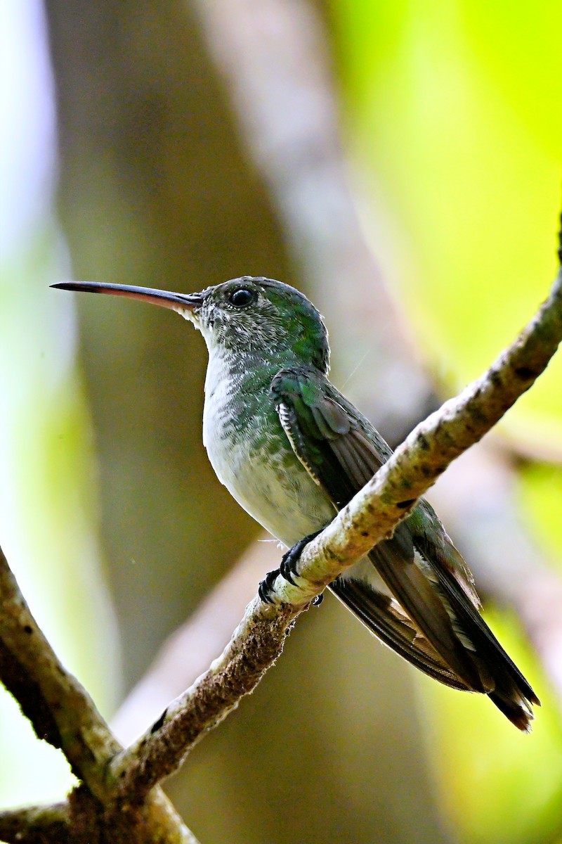 Mangrove Hummingbird - ML618123421
