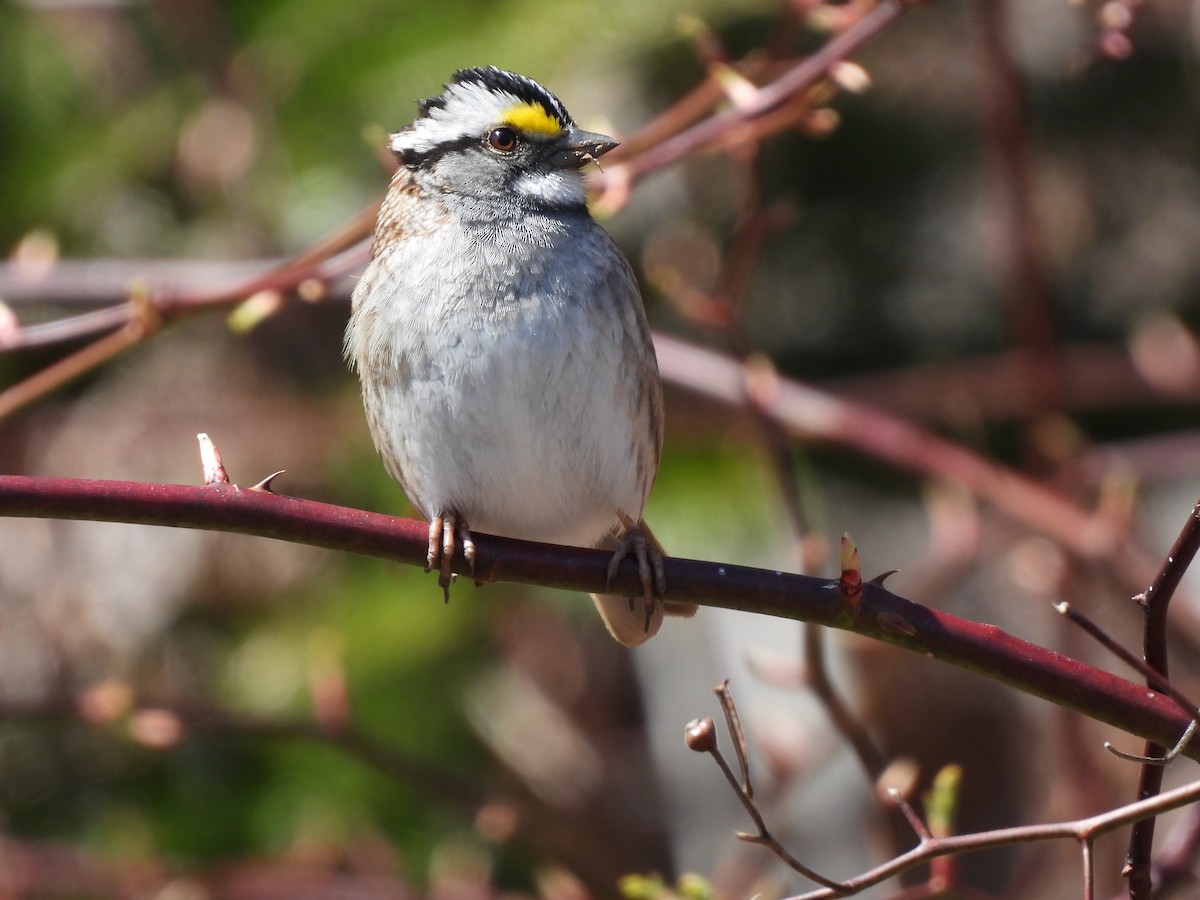 White-throated Sparrow - ML618123425
