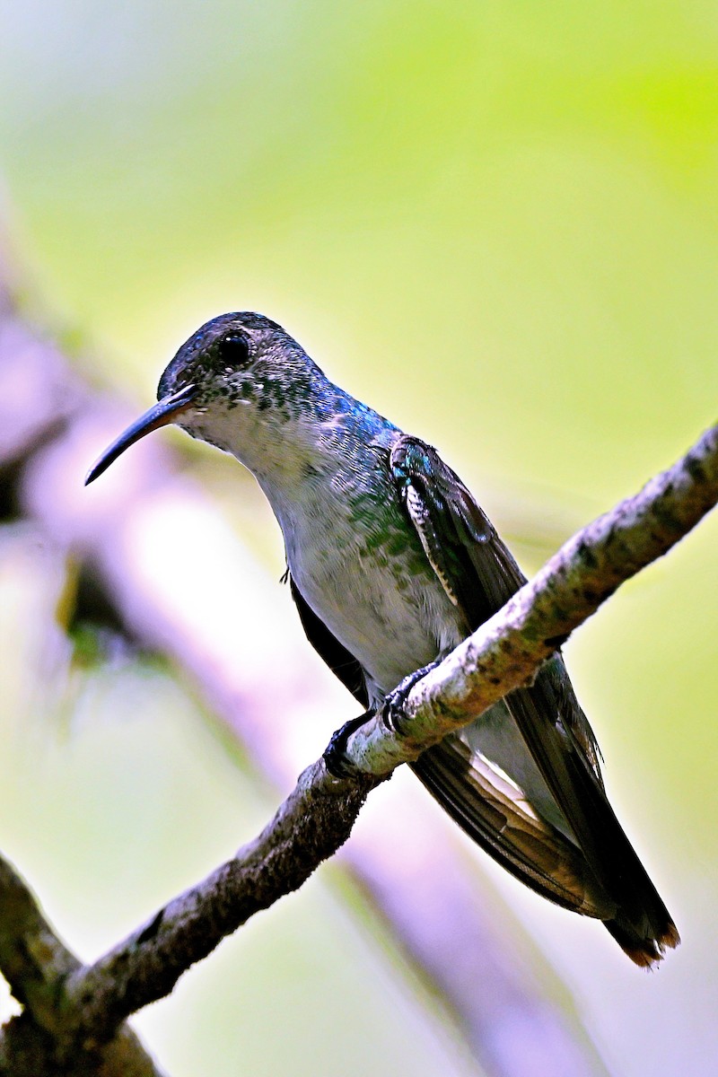 Mangrove Hummingbird - ML618123426