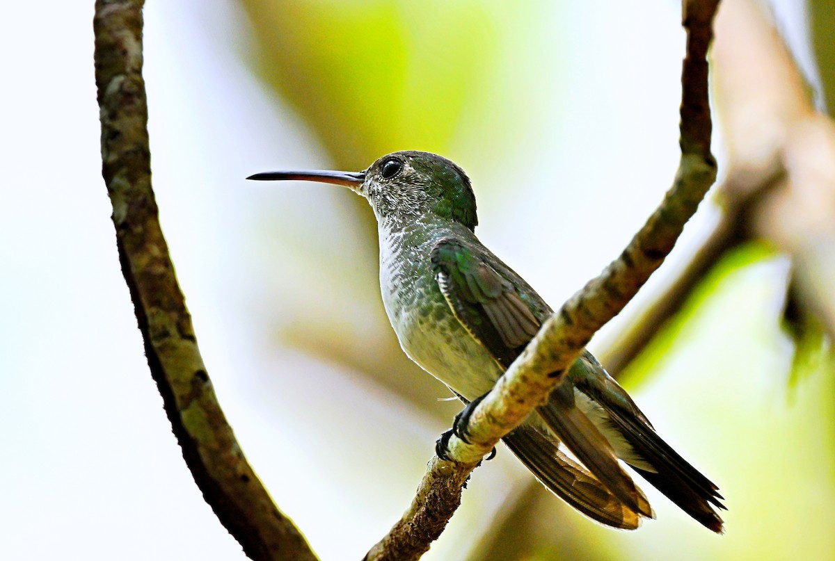 kolibřík mangrovový - ML618123427