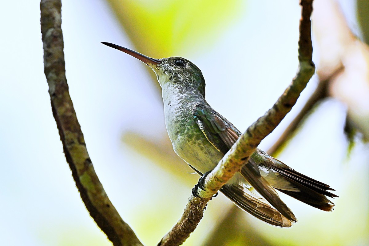 Mangrove Hummingbird - ML618123432