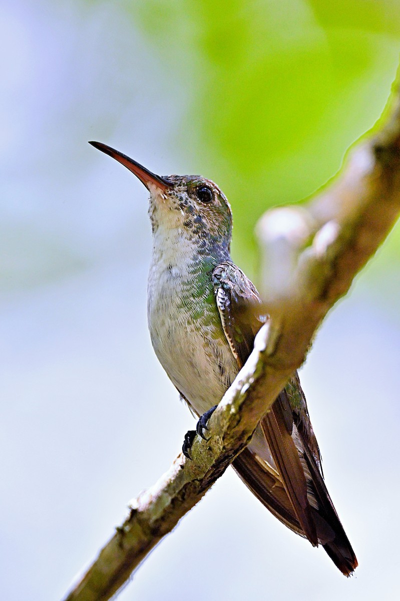 Mangrove Hummingbird - ML618123440