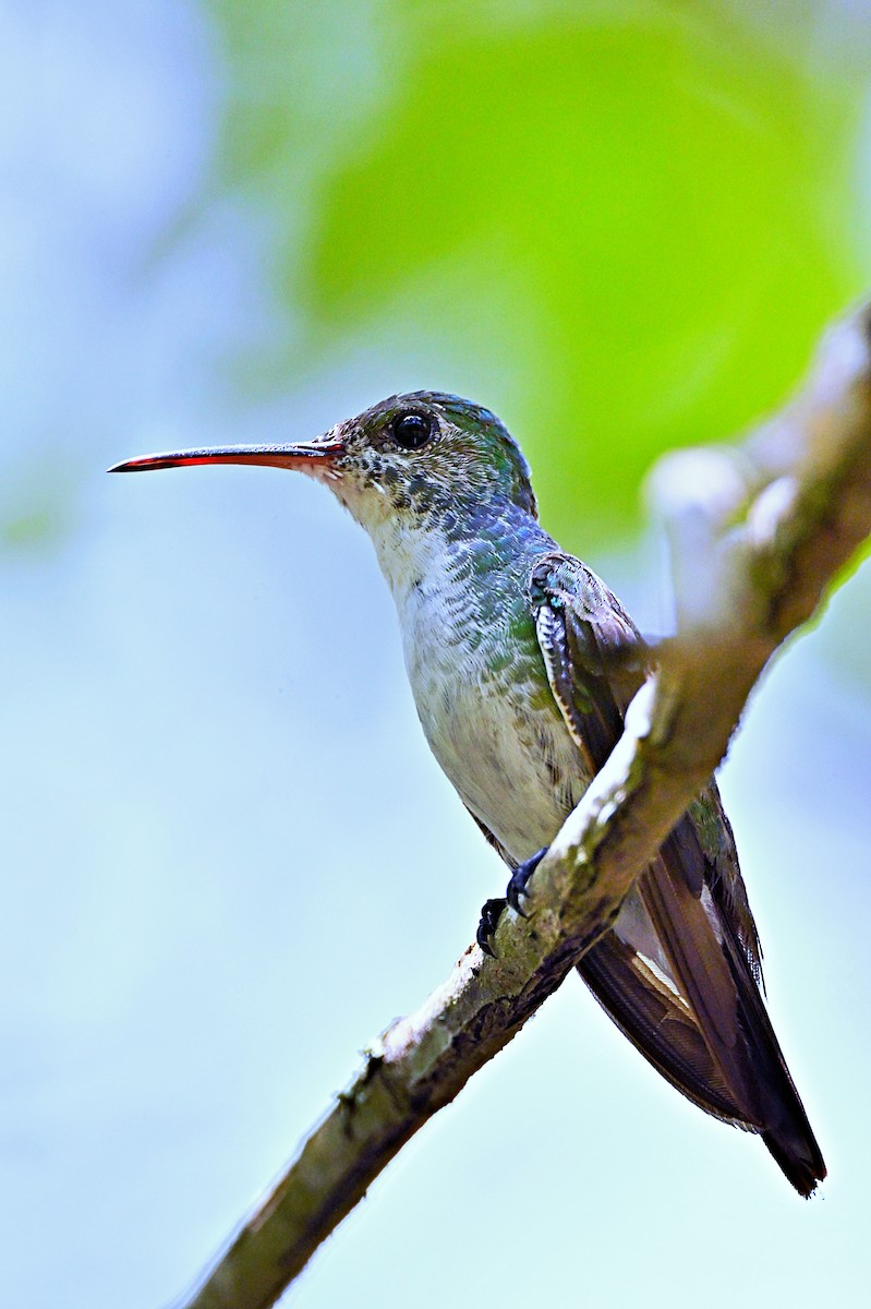 kolibřík mangrovový - ML618123441