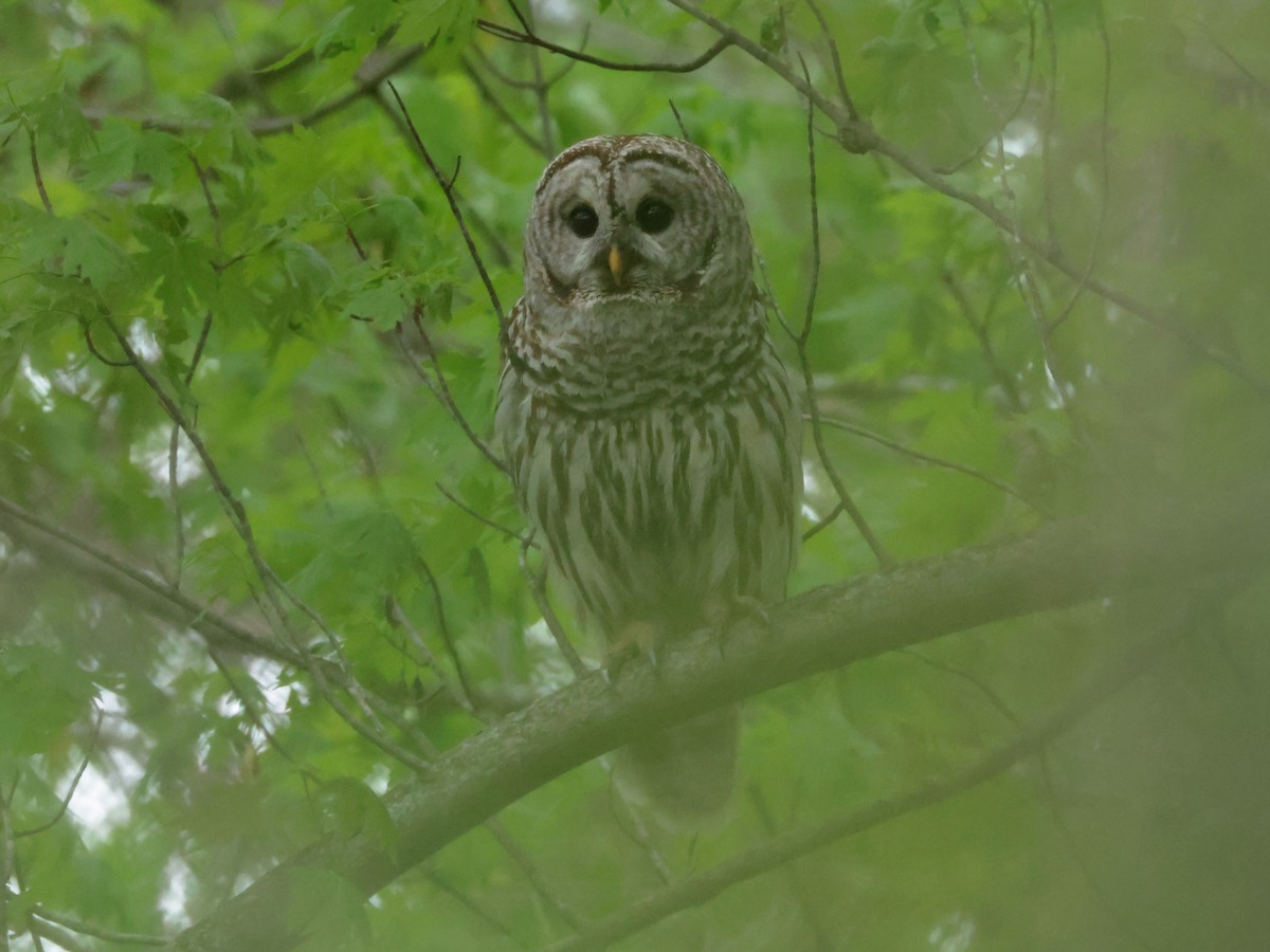 Barred Owl - Charlie Arp