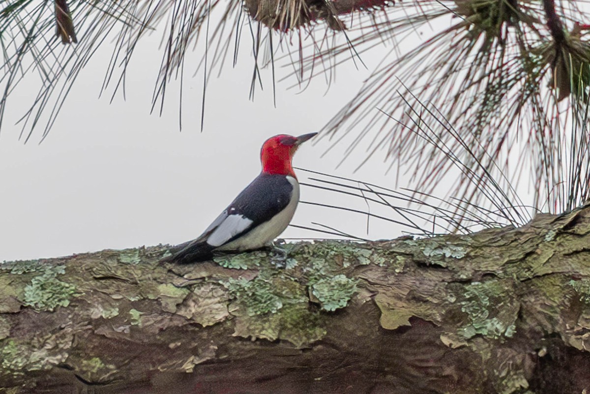 Red-headed Woodpecker - Linda McNulty