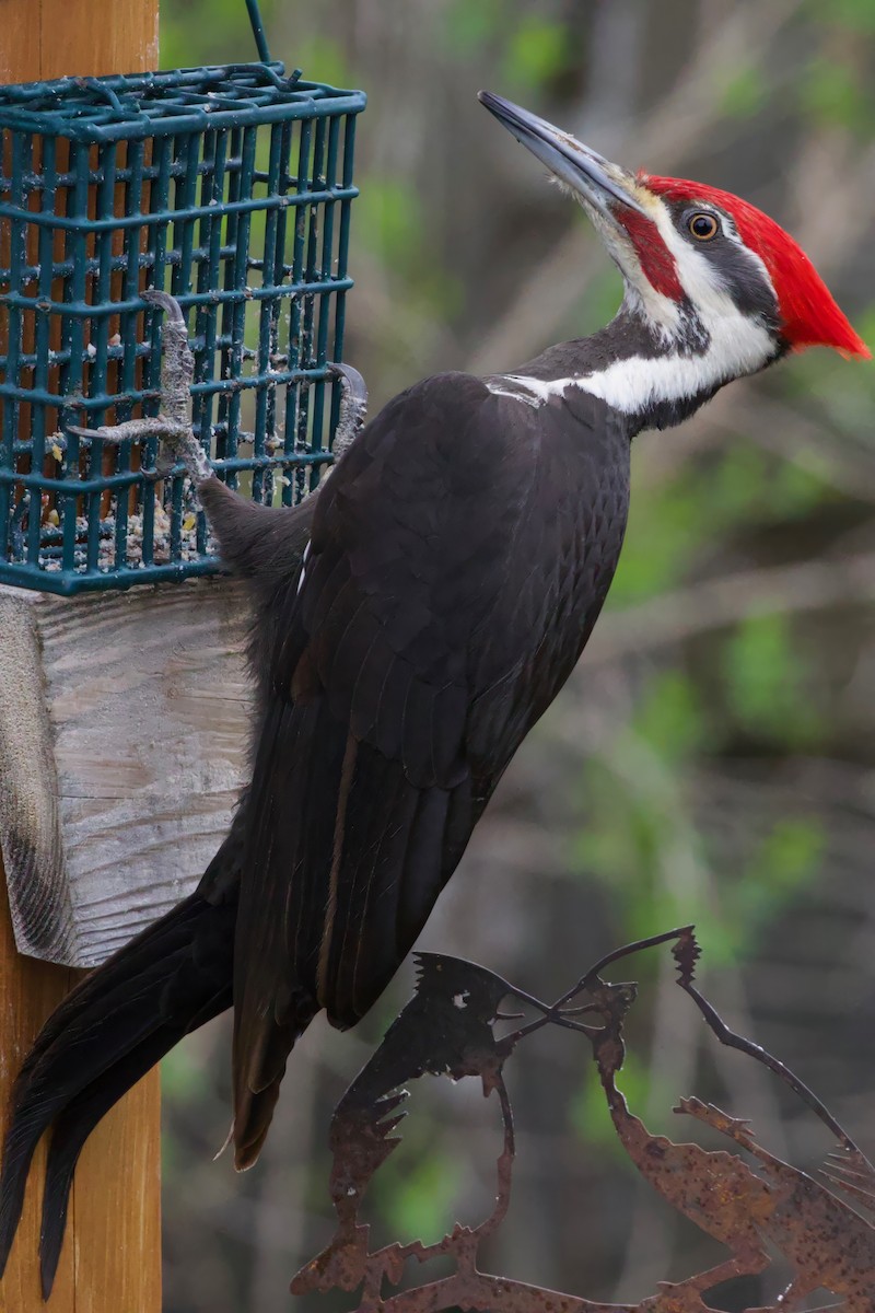 Pileated Woodpecker - Mathias & Sharon Mutzl
