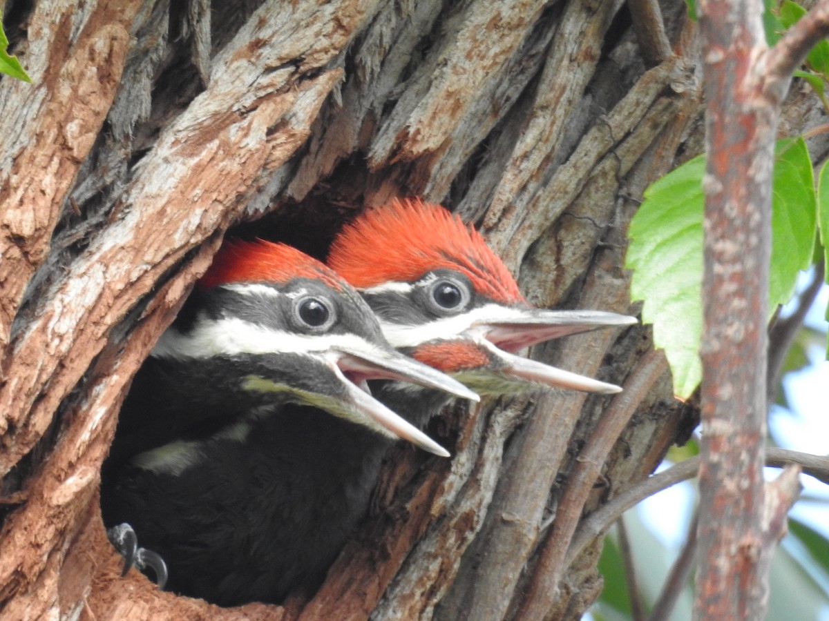 Pileated Woodpecker - ML618123635