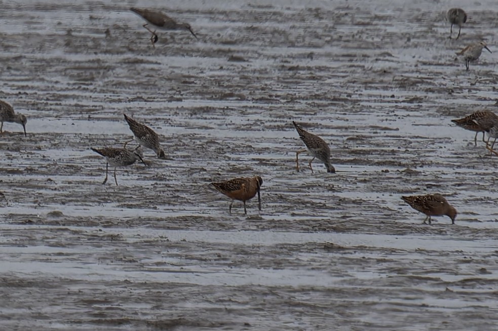 Long-billed Dowitcher - ML618123636