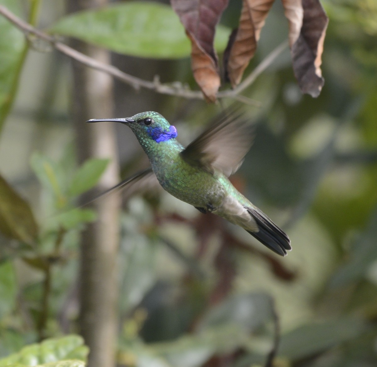 kolibřík modrolící - ML618123641