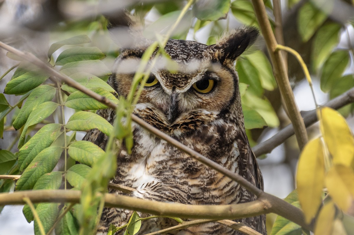 Great Horned Owl - M Alyce Barker