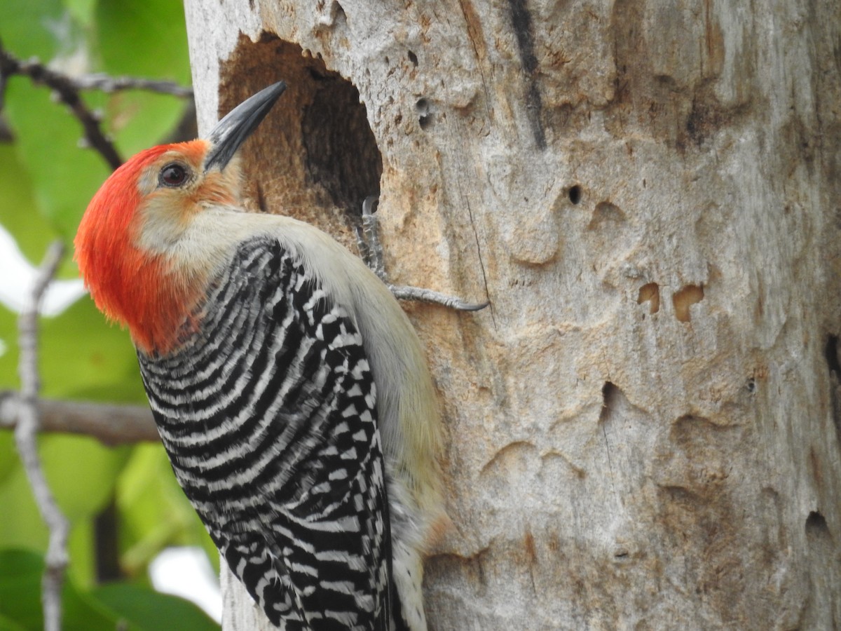 Red-bellied Woodpecker - ML618123647