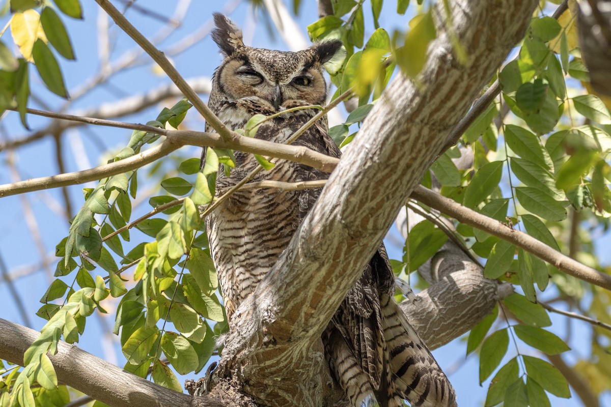 Great Horned Owl - ML618123650