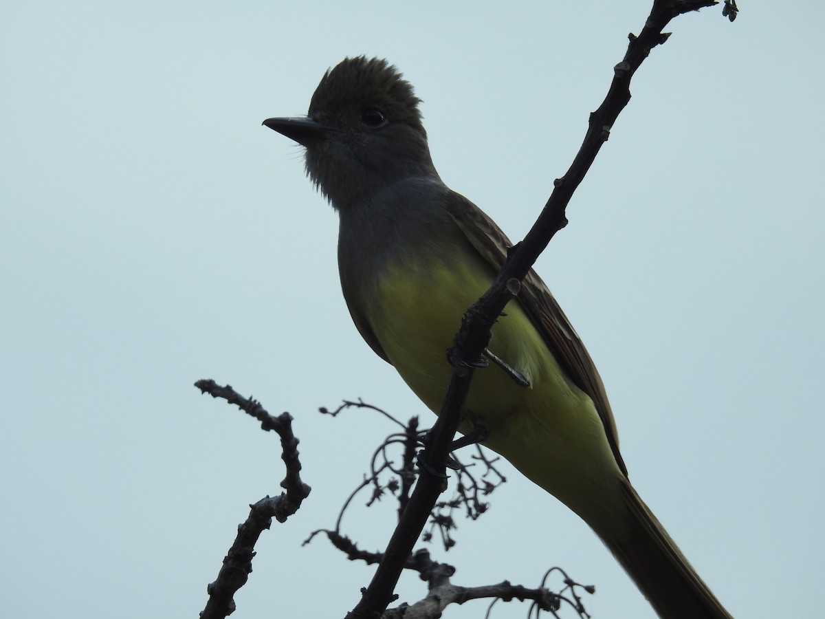 Great Crested Flycatcher - ML618123659
