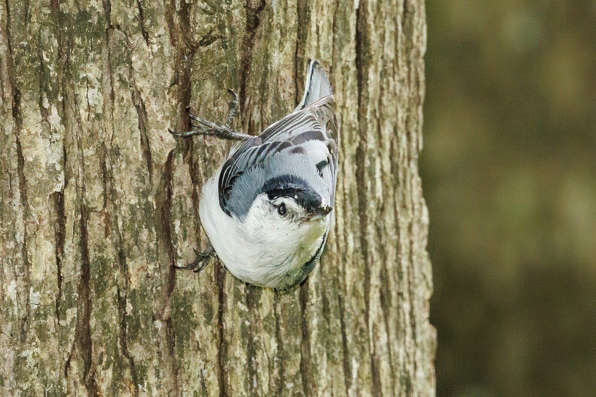 White-breasted Nuthatch - ML618123662