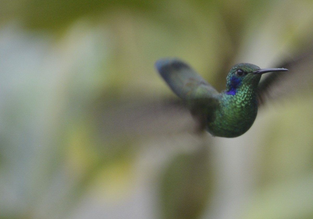 kolibřík modrouchý - ML618123675