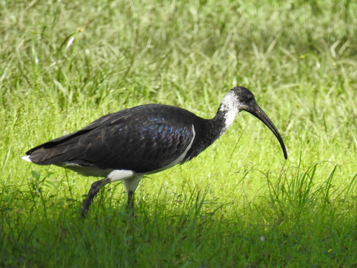 ibis slámokrký - ML618123702