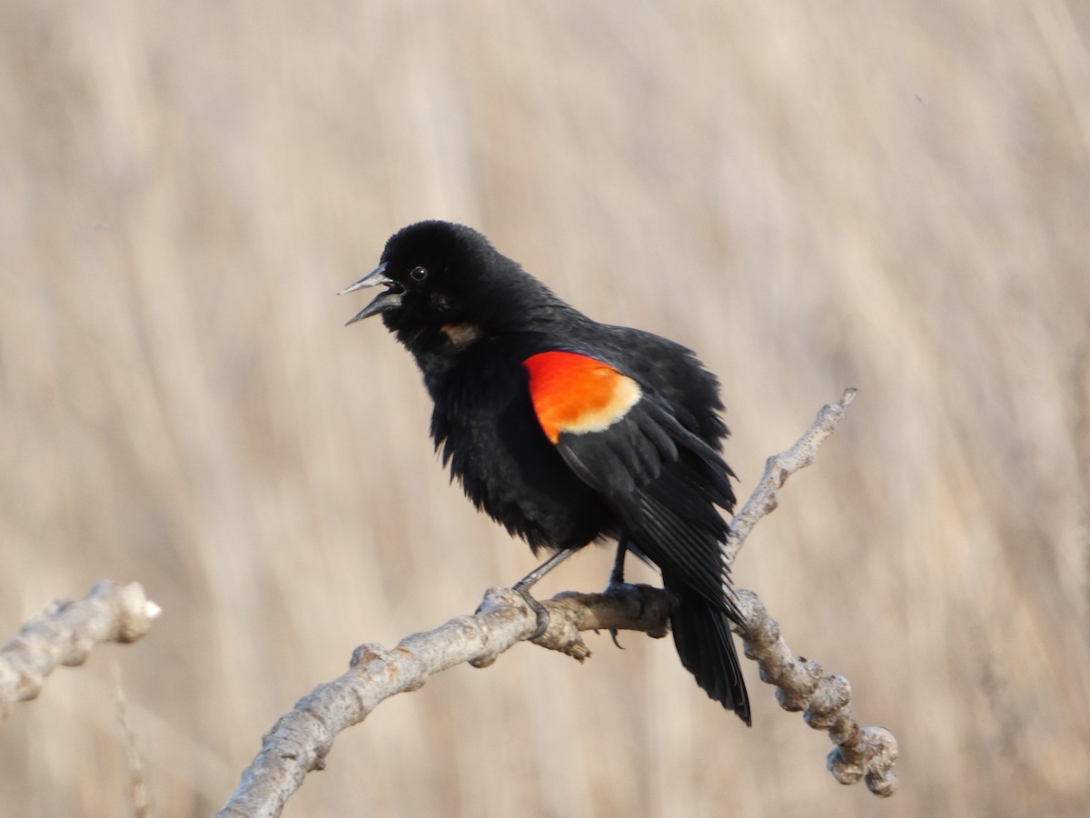 Red-winged Blackbird - PJ M