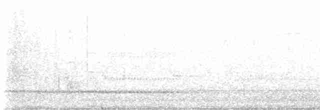 Weißbauch-Phoebetyrann - ML618123705