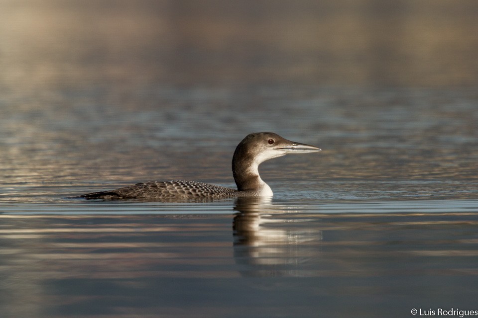 Common Loon - Luis Rodrigues