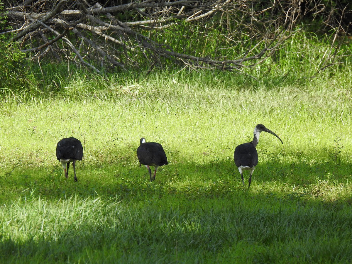 ibis slámokrký - ML618123711