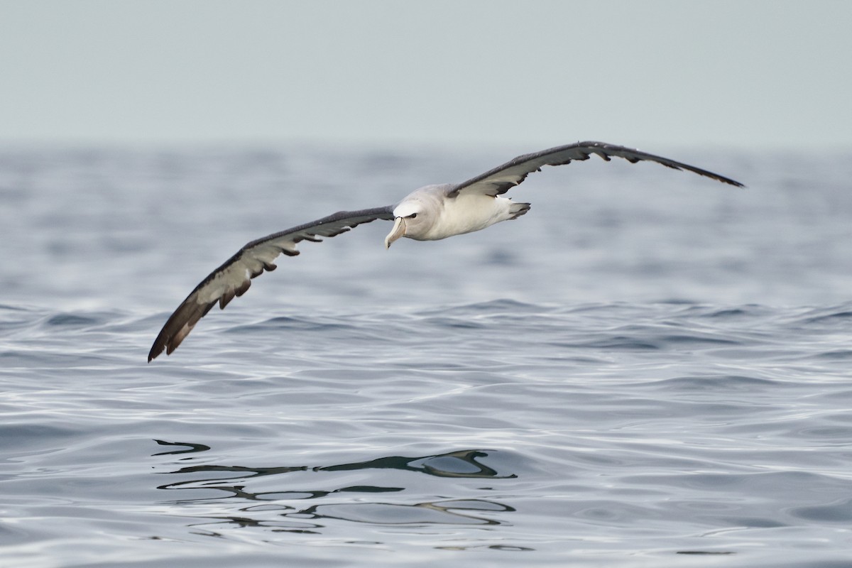 albatros snarský - ML618123713