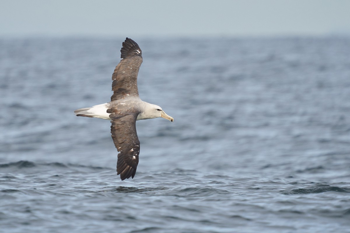 albatros snarský - ML618123714